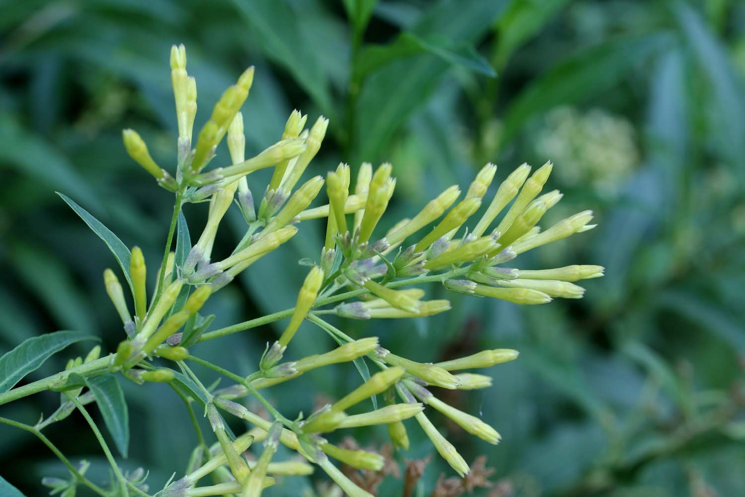 Cestrum parqui / Cestro